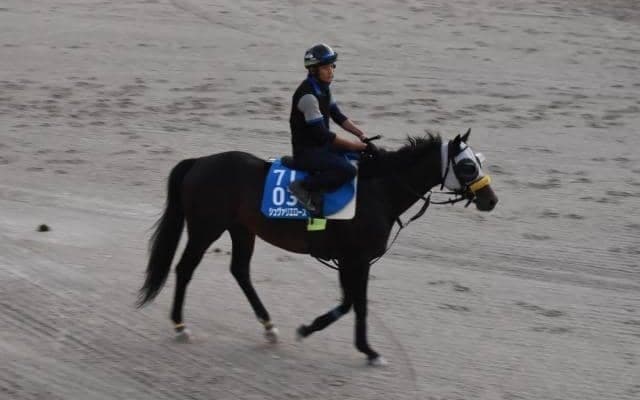 シュヴァリエローズ、札幌記念2週前追い切り速報/栗東トレセンニュース