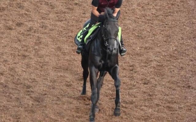 【今日の注目ポイント】リバティアイランドの半妹コニーアイランドがデビュー