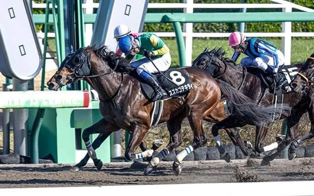 オープン2勝の実力馬 スズカコテキタイが要注目の障害初陣だ