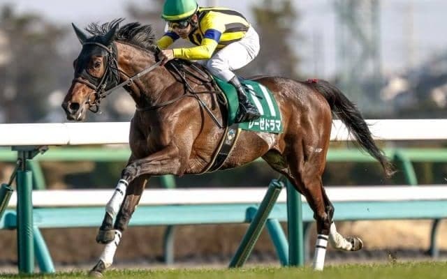 【今日の注目ポイント】札幌でクイーンSと新潟でアイビスSD