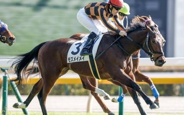 【アイビスSD予想】外枠より狙える傾向がある!? 過去データから探るGIIIアイビスSD