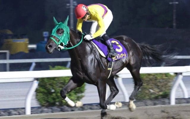 【高知・黒潮菊花賞】園田のラピドフィオーレが圧巻6馬身差V！地方交流初開催を制す