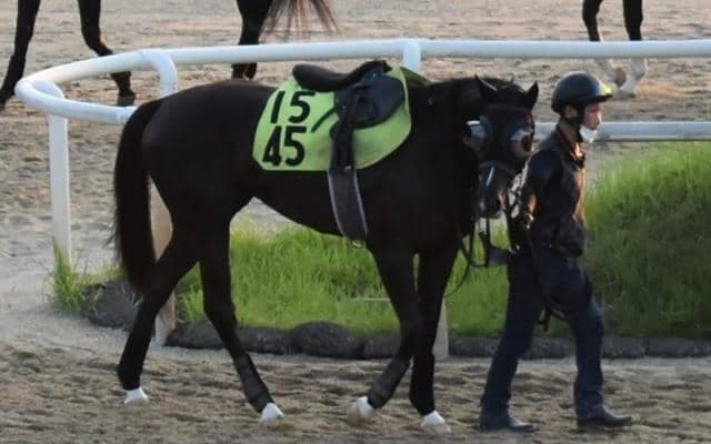 カラペルソナが中京で初陣 斉藤崇師「馬が良くなって戻ってきた」/関西馬メイクデビュー情報