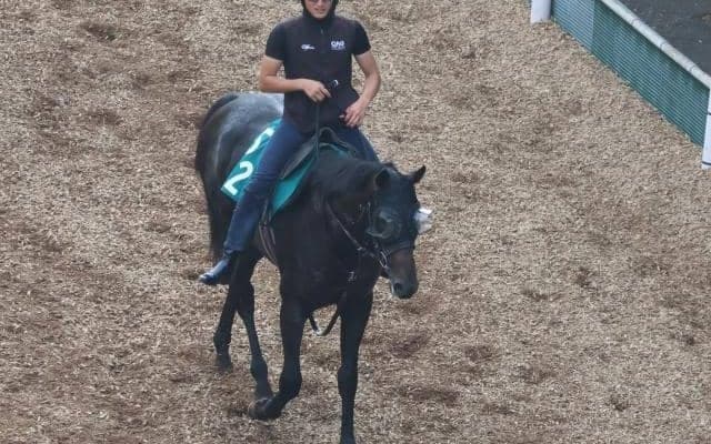 ベルディーヴァの2023(シャンドラファール)など、先週のゲート試験/栗東トレセンニュース