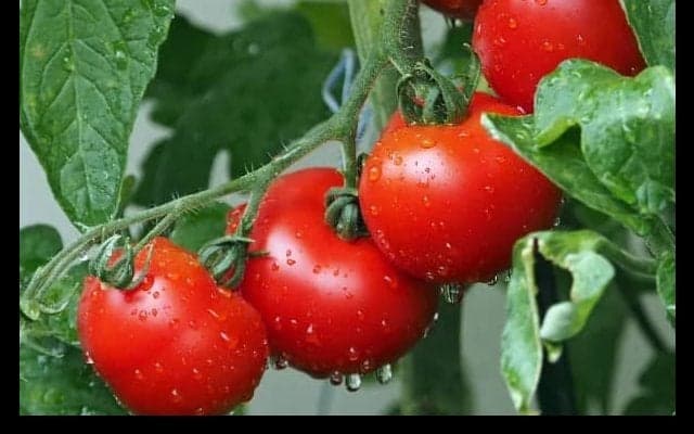 夏ゴルファーの味方『トマト』の魅力！