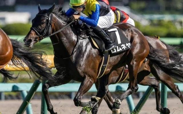 【三面川特別】半妹はリバティアイランド ロムネヤが待望の3勝目なるか