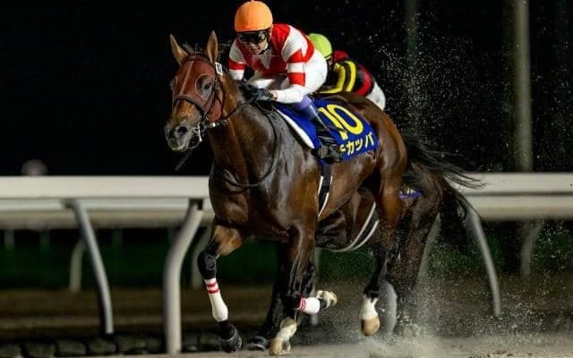 【盛岡・クラスターC枠順】短距離重賞2勝のチカッパは4枠6番、GI馬ダノンスコーピオンは6枠9番