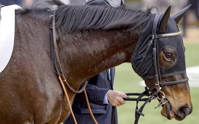 母はGI・3勝ストレイトガール ストレイトアスクが待望の2勝目なるか