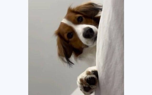 大谷翔平、40号の直後にデコピン公開　“真上”から見下ろす特別アングル、久しぶりの登場