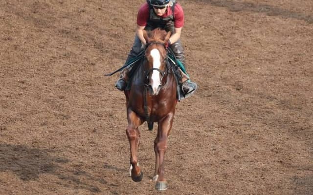 キーンセンスが日曜中京で初陣 松永幹師「(当週には)もっと良くなる」