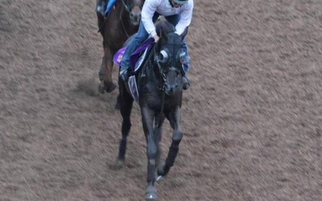 クロワデュノールなど、先週の入厩情報/栗東トレセンニュース