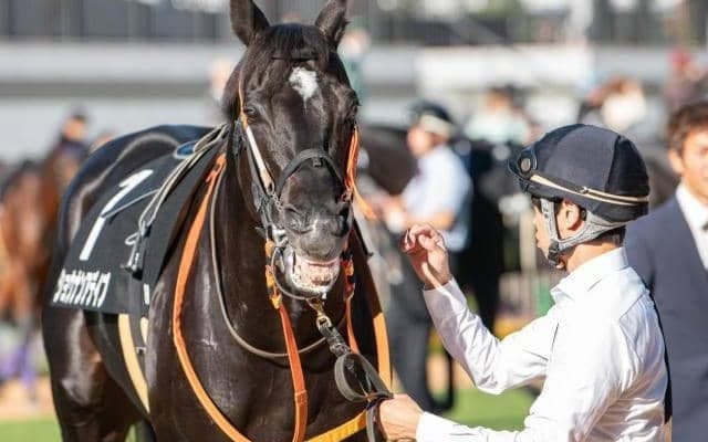 【札幌記念】セレクト5.1億円のショウナンアデイブ 史上最高額のJRA重賞勝ち馬となるか