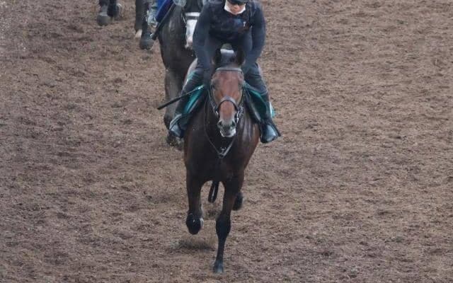 サウンドルチアの2023(サウンドムーブ)など、先週のゲート試験/栗東トレセンニュース