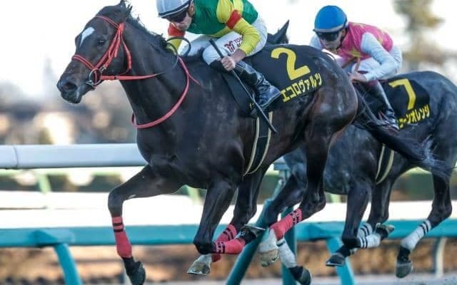 【中京記念出走馬・騎手確定】エコロヴァルツ＆坂井瑠星騎手、ウォーターリヒト＆菅原明良騎手など12頭