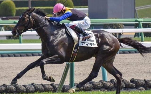 【阿賀野川特別】母は三冠牝馬のアパパネ アマキヒが負けられない始動戦だ