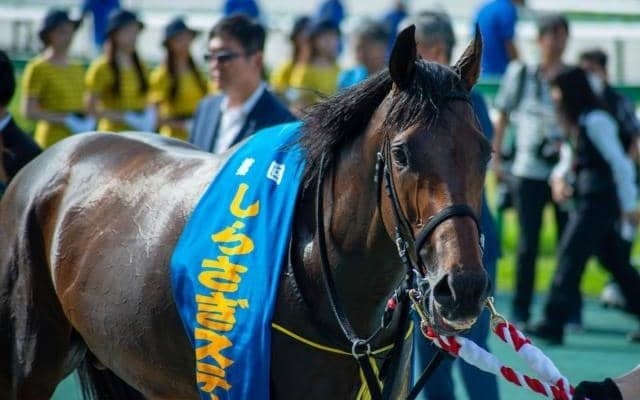 【中京記念枠順確定】キープカルムは8枠11番、エコロヴァルツは6枠8番