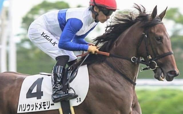 【小樽特別】全兄はGI・2勝のダノンスマッシュ ハリウッドメモリーが待望の2勝目なるか