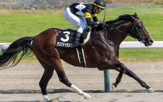 【NST賞】母は米G1で2勝 アスクドゥラメンテが悲願のOP勝ちなるか