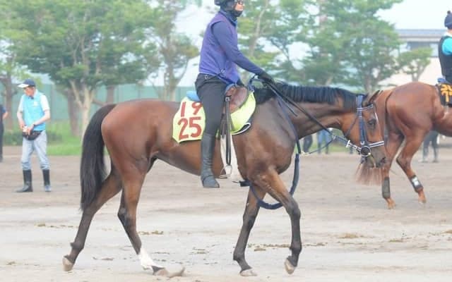 半姉はG1・香港ヴァーズVのウインマリリン 日曜札幌で初陣迎えるウインベルチェーロ/関東馬メイクデビュー情報