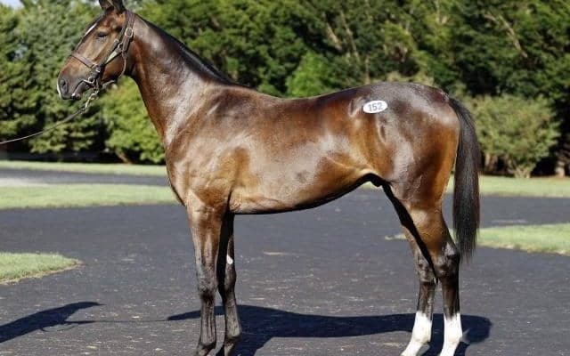 サマーセール2025の1日目が終了 総額12億超えで最高価格は3頭も