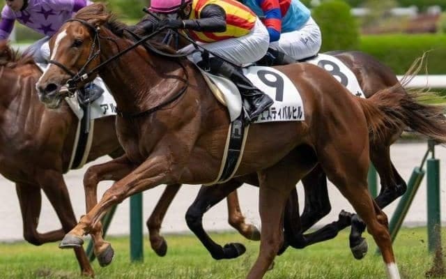 【新潟2歳S】半兄は皐月賞馬のミュージアムマイル フェスティバルヒルが重賞初制覇なるか