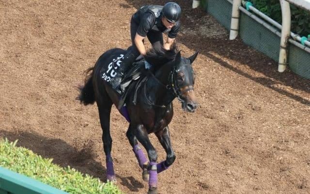 ショウヘイなど、先週の入厩情報/栗東トレセンニュース