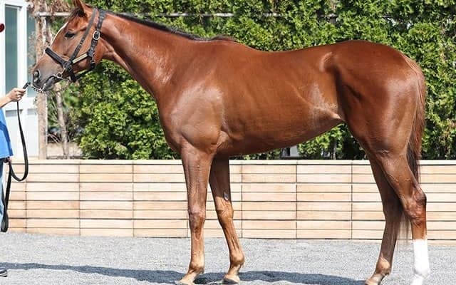 馬体派記者が「GIの頂に届きうる脚力の持ち主」と絶賛 新潟2歳Sで軸に抜擢したい一頭とは