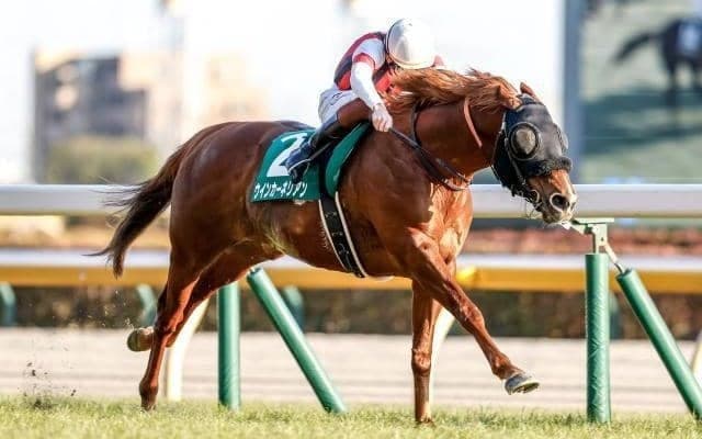 【キーンランドC・馬体重】ウインカーネリアンは512kg、パンジャタワーは488kg(+8)