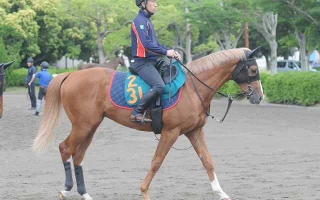 グランアレグリアの初仔 土曜新潟で初陣迎えるグランマエストロ/関東馬メイクデビュー情報