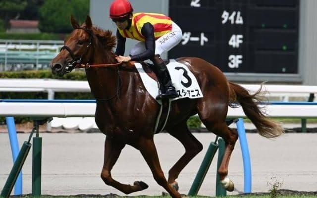 【中京2歳S予想オッズ】スターアニスが予想1番人気