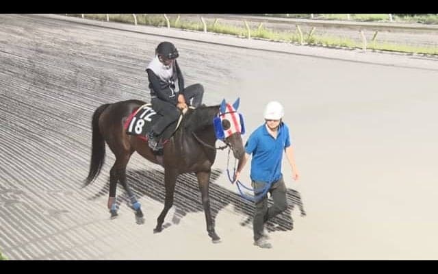 コリアC出走のディクテオンが国内最終追い切り 29日に韓国へ向け出発
