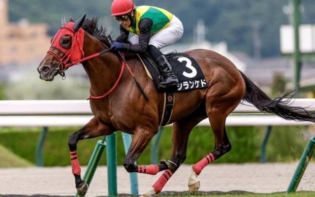 【新潟記念予想】臨戦過程への不安はなし？ サマー2000シリーズ最終戦にAIが指名した馬とは