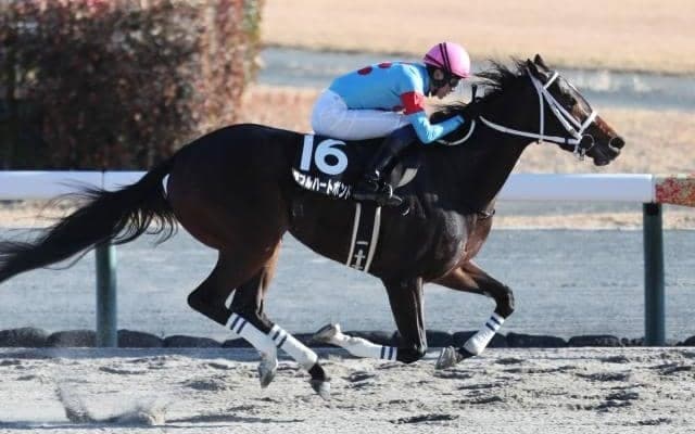 【門別・ブリーダーズGC注目馬】夏の牝馬限定ダートグレード競走 少頭数ながら好メンバー集う