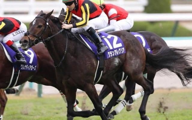 名牝グランアレグリアの初仔 グランマエストロが要注目のデビュー戦だ