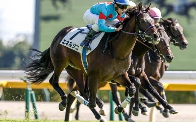 【新潟記念枠順確定】エネルジコは8枠15番、クイーンズウォークは3枠6番