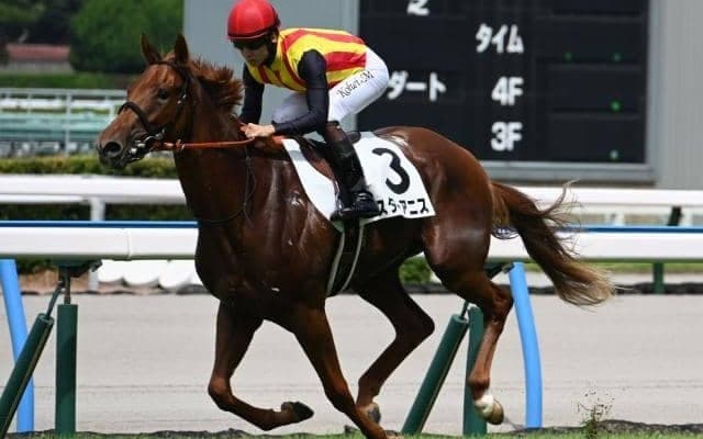 【中京2歳S枠順確定】スターアニスは5枠7番、マイケルバローズは2枠2番