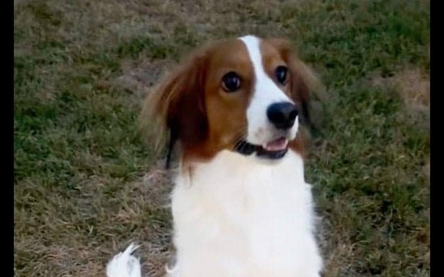 大谷翔平、愛犬デコピンの“2足立ち”を公開　つぶらな瞳…オフ恒例のSNS更新