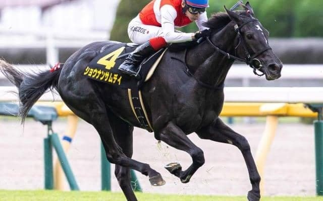 【札幌日刊スポーツ杯】母はジャパンC制覇の名牝 ショウナンサムデイが連勝狙う