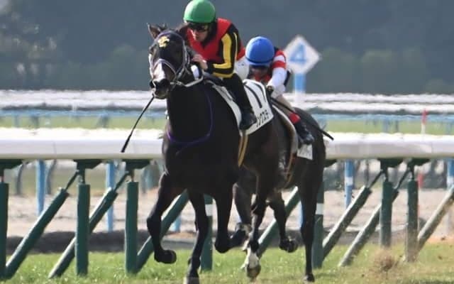 【紫苑S見どころ】春の鬱憤を晴らすリンクスティップ