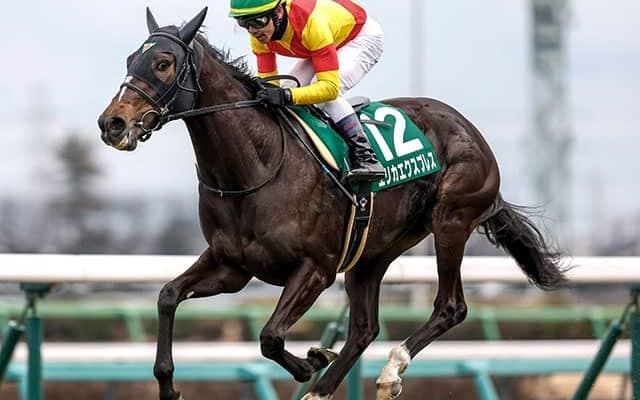 【京成杯AH想定騎手】エリカエクスプレスは戸崎圭太騎手、コントラポストは田辺裕信騎手