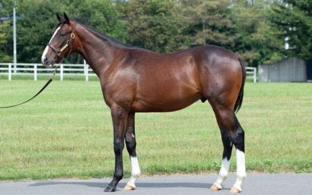 インゼル2025年募集馬ラインナップ発表…スマートレイアーの仔ら注目21頭