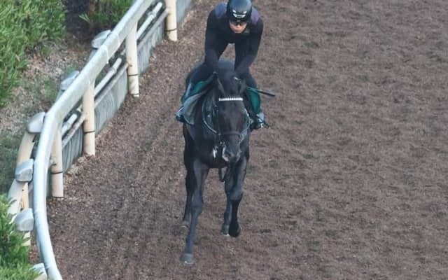 デビュー延期のキッコベッロ 日曜阪神で仕切り直しへ/関西馬メイクデビュー情報