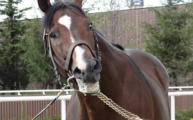 5番人気での重賞初制覇から四半世紀 ジャングルポケットの激走