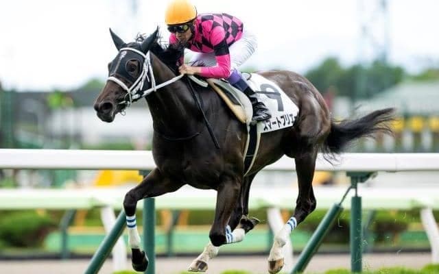 【札幌2歳S予想オッズ】スマートプリエールが予想1番人気