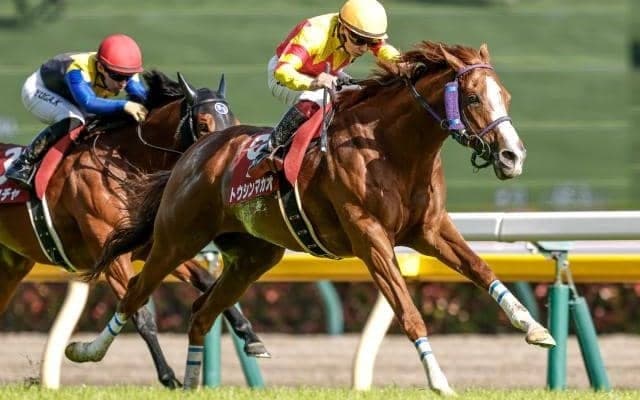 【セントウルS予想オッズ】トウシンマカオが予想1番人気