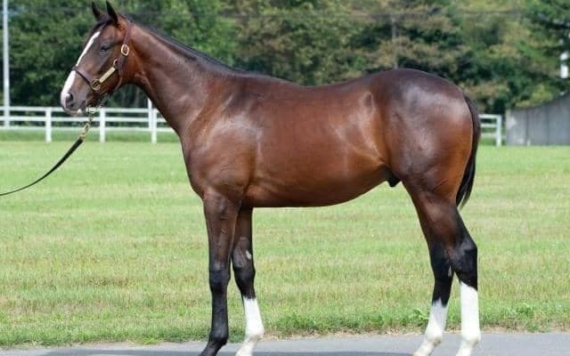 インゼルTCが25年度の募集馬発表 スマートレイアーの仔など多彩な顔ぶれ