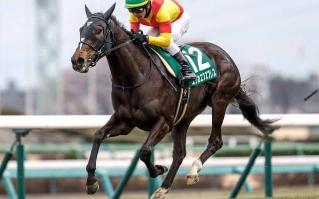 【京成杯AH出走馬・騎手確定】エリカエクスプレス＆戸崎圭太騎手、コントラポスト＆田辺裕信騎手など16頭