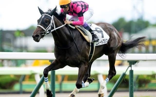 【札幌2歳S出走馬・騎手確定】スマートプリエール＆武豊騎手、ショウナンガルフ＆池添謙一騎手など12頭