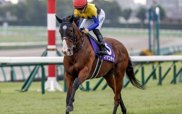 【セントウルS枠順確定】ママコチャは2枠3番、トウシンマカオは7枠14番