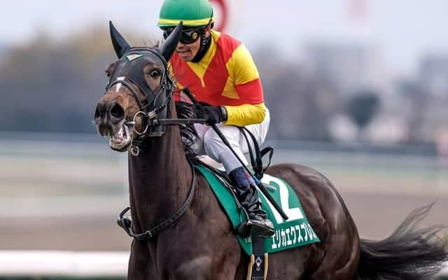 【京成杯AH枠順確定】エリカエクスプレスは6枠11番、コントラポストは4枠7番